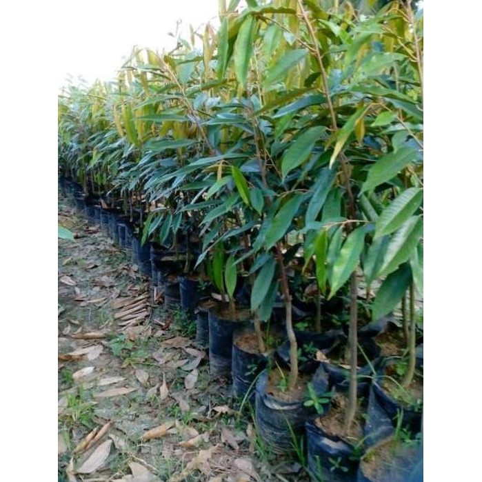 

Terlaris Bibit Durian Bawor Okulasi Unggul