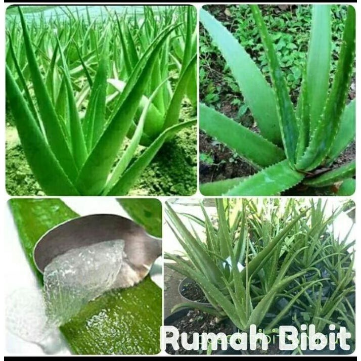 

Terlaris Tanaman Bibit Lidah Buaya Berkualitas 20-30 Cm