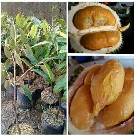 

Terlaris Bibit Durian Pohon Durian Ochi/Blackton Hasil Okulasi Cepat Berbuah