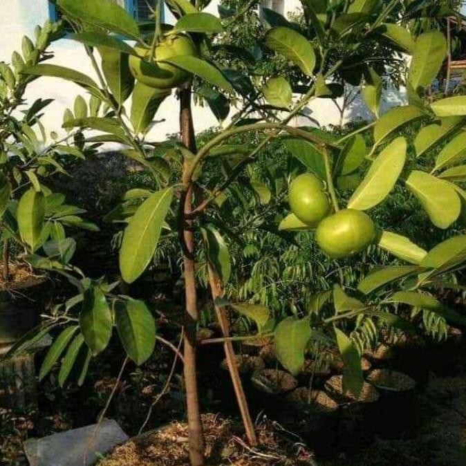 bibit black sapote giant jumbo tinggi 70 - 90 cm hasil okulasi