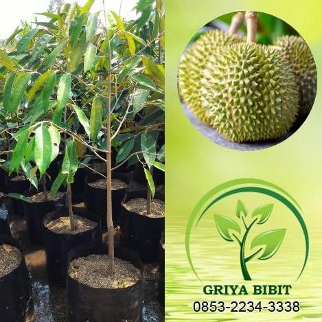 

Terlaris Bibit Durian D24 Malaysia 90 Cm - Eceran