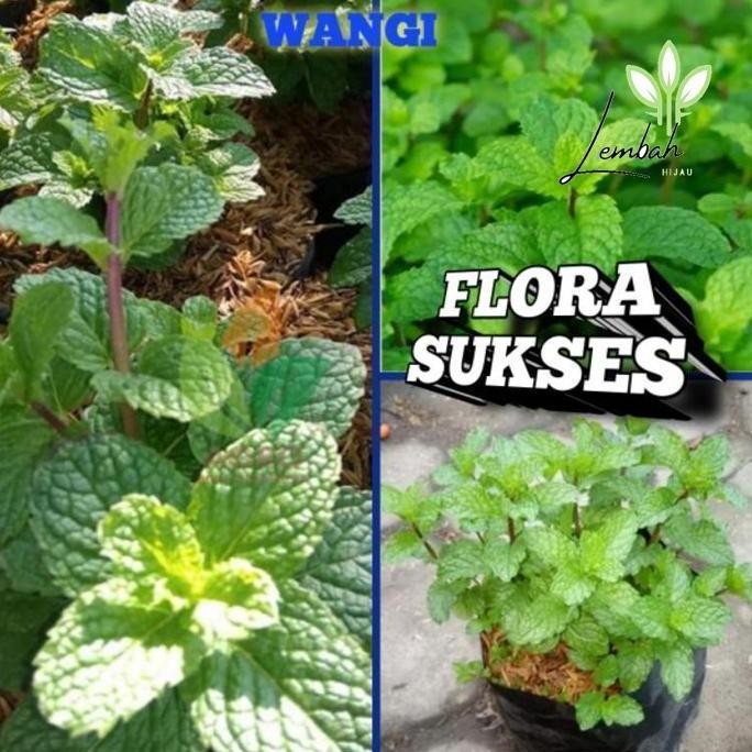

Terlaris Bibit Tanaman Daun Mint Bibit Mint Pohon Mint Berkualitas