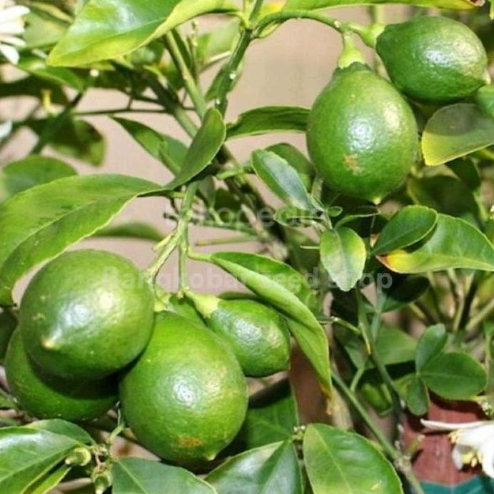 

Terlaris Bibit Tanaman Jeruk Nipis Super