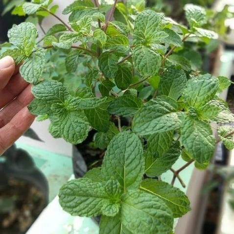 

Terlaris Tanaman Daun Mint Asli / Tanaman Herbal Mint Asli Bibit Tanaman Super Unggul Asli Original