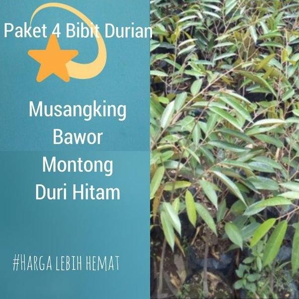 

Terlaris Paket 4 Bibit Durian Musangking-Bawor-Montong-Duri Hitam