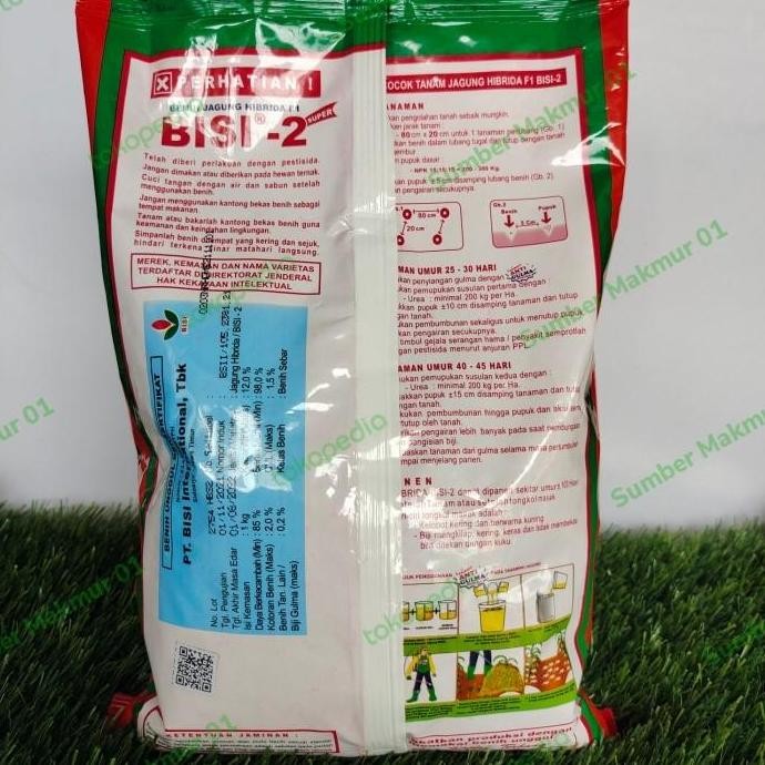 || BANANA / BENIH JAGUNG SUPER HIBRIDA BISI 2 BERTONGKOL 2 ||~~~