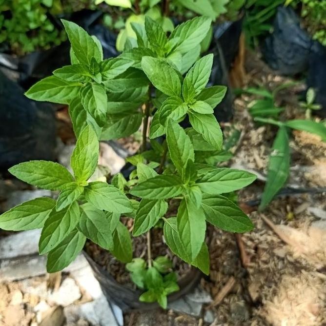

Terlaris Bibit Tanaman Peppermint - Pohon Daun Rasa Mint - Herbal