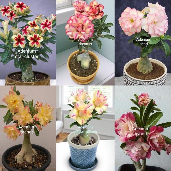 Tanaman hias paket 6 adenium Kamboja Jepang macam jenis bunga