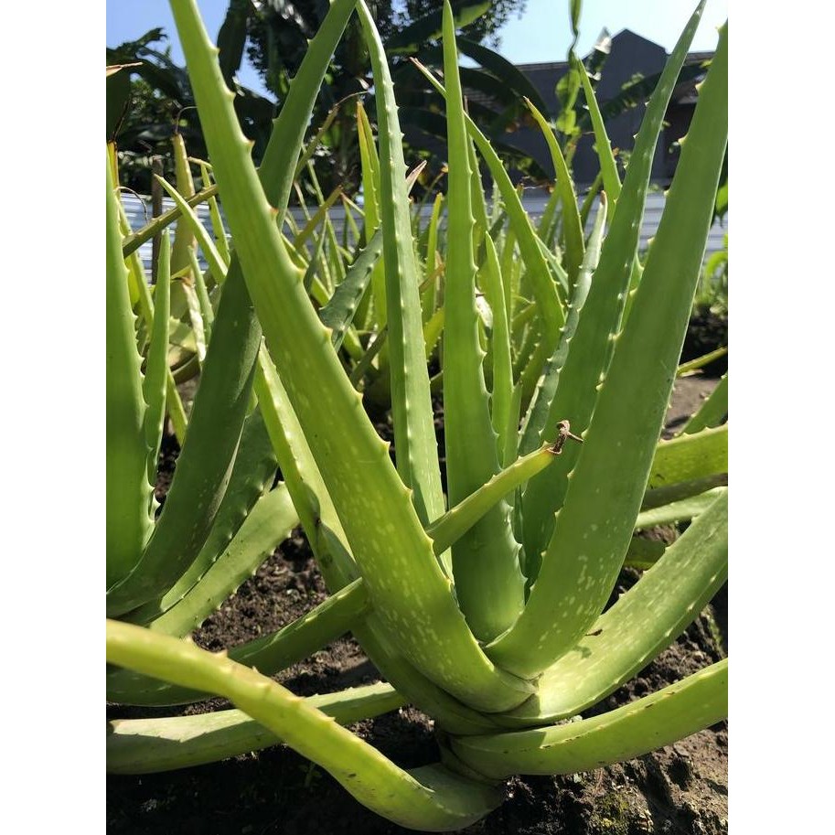 

Terlaris Bibit Lidah Buaya Pontianak Jumbo