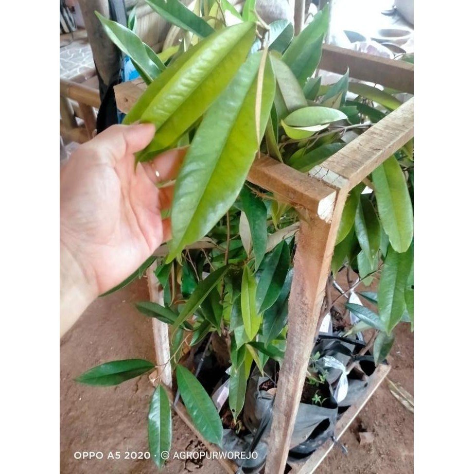 

Terlaris Bibit Durian D24 - Durian Sultan - Super Okulasi