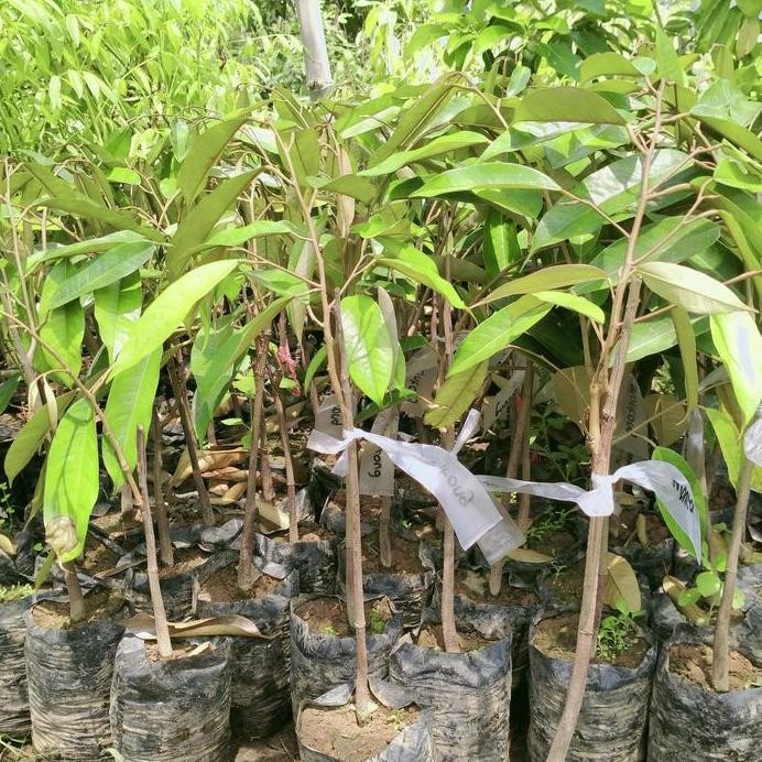 

Terlaris Bibit Tanaman Buah Bibit Durian Montong