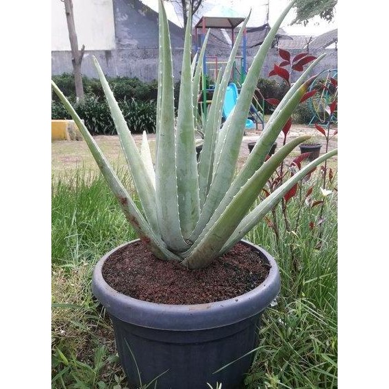 Terlaris Bibit Lidah Buaya Kalimantan - Lidah Buaya Jumbo