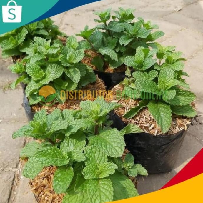 

Terlaris Bibit Daun Herbal Mint / Bibit Herbal Daun Peppermint