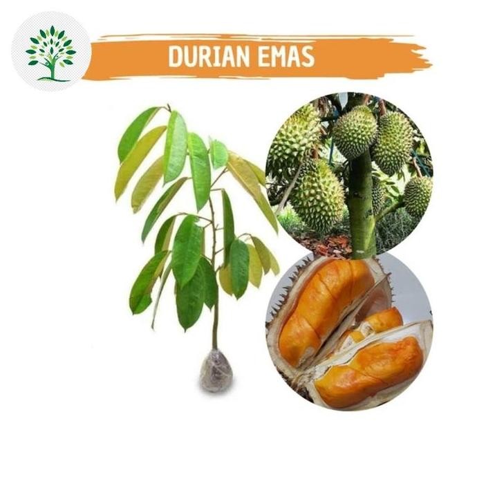 

Terlaris Bibit Durian Kuning Mas - Pohon Durian Emas Asli Super Unggul