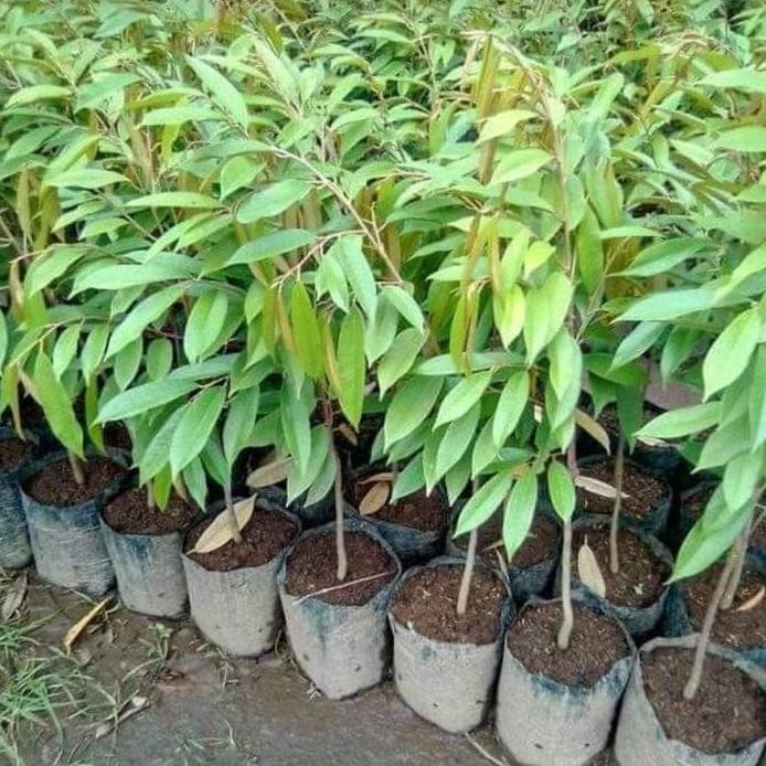 

Terlaris Bibit Buah Durian Mk Musangking Sp