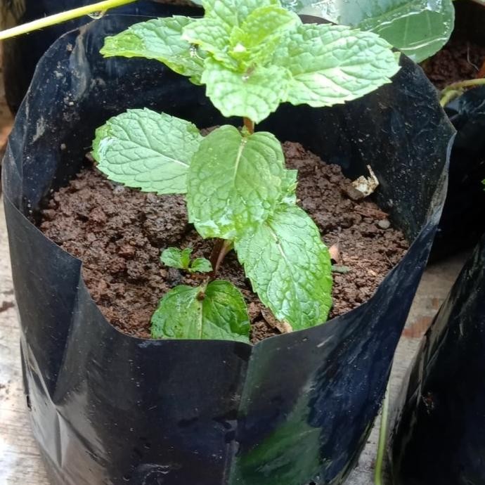 

Terlaris Tanaman Bibit Pohon Daun Mint Segar Eeee