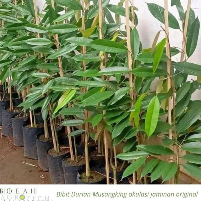 

Terlaris Terlaris Bibit Tanaman Durian Musangking Okulasi (Jaminan Original)