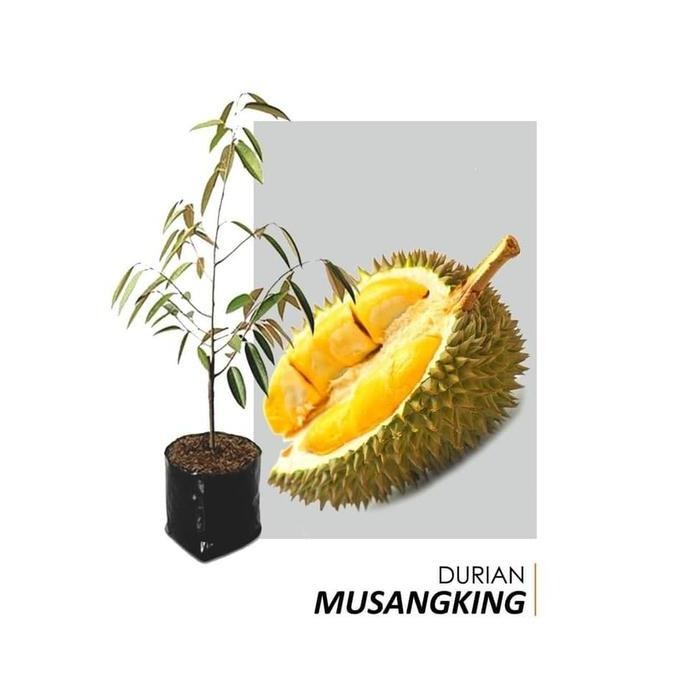 

Terlaris Bibit Durian Musangking Kaki 3 1M Up
