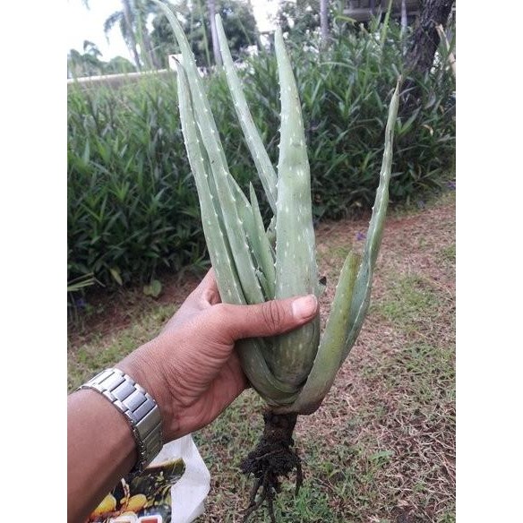 Terlaris Bibit Lidah Buaya Kalimantan - Lidah Buaya Jumbo