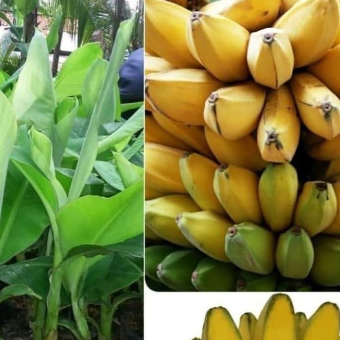 Bibit pisang kepok kuning super