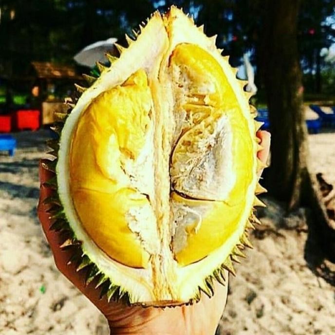 

Terlaris Bibit Durian Bawor Super Manis Unggul