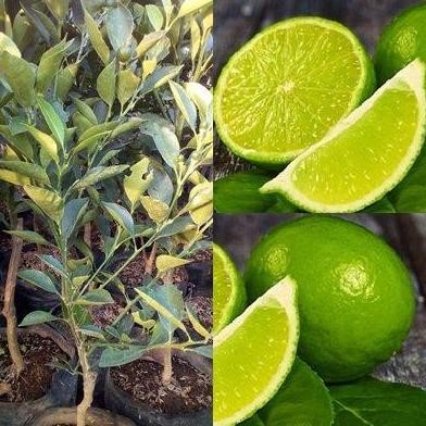 

Terlaris Bibit Jeruk Nipis