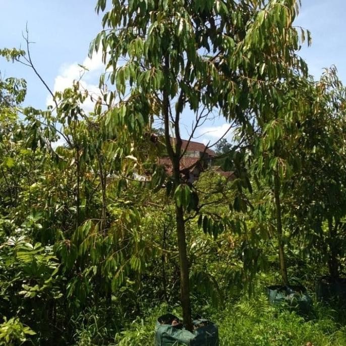 

Terlaris Dongkelan Bibit Durian Besar/Tua Sbb13