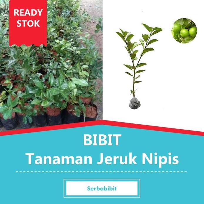 

Terlaris Bibit Buah Jeruk Nipis