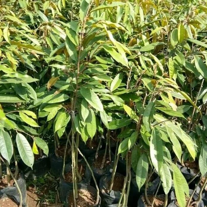 

Terlaris Bibit Durian Hitam Kaki Tiga Asli