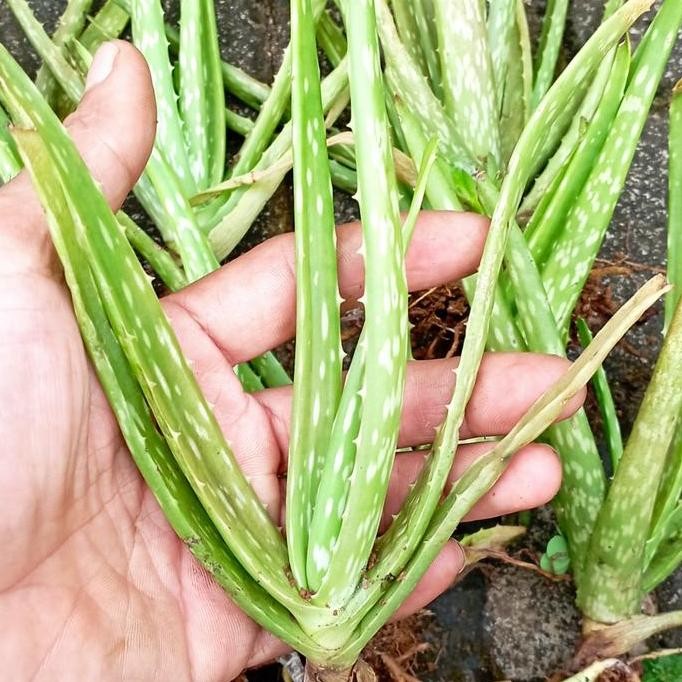 

Terlaris 1 Buah || Bibit Lidah Buaya Anakan
