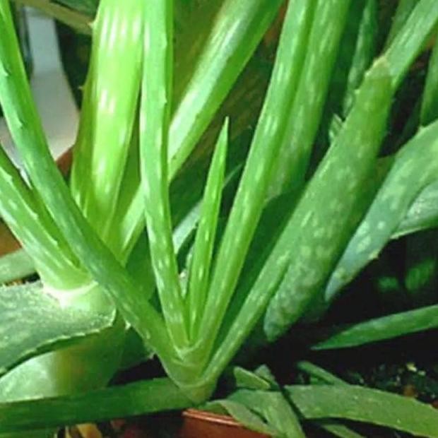 

Terlaris Bibit Tanaman Lidah Buaya Lulldo 2688Qx