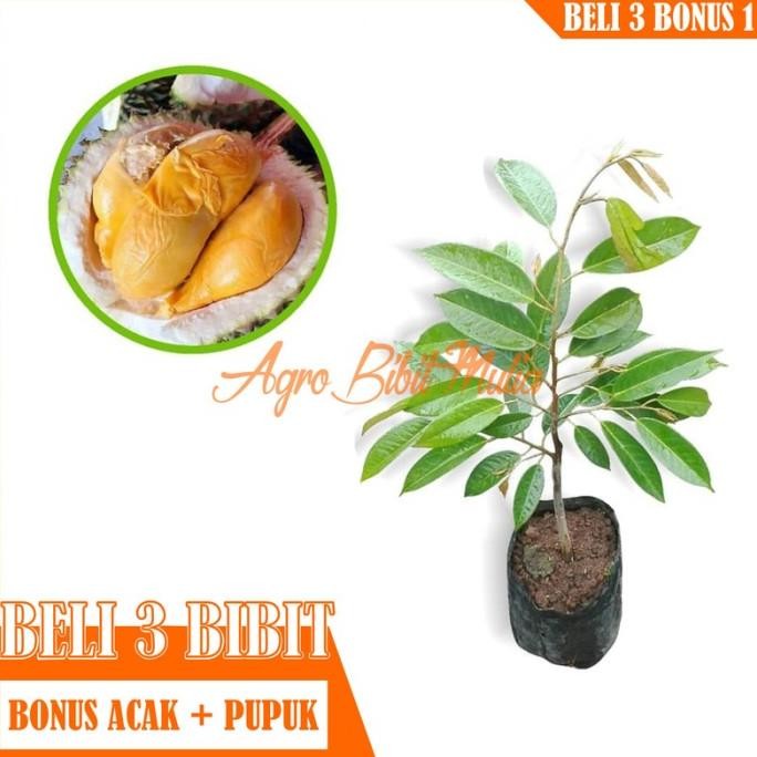 

Terlaris Bibit Tanaman Buah Durian Musangking Super