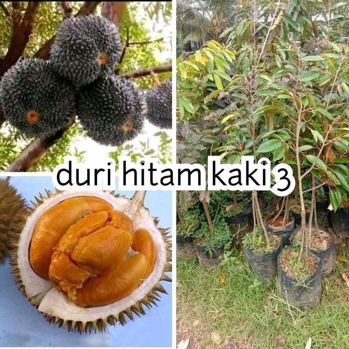 

Terlaris Bibit Durian Duri Hitam Kaki 3