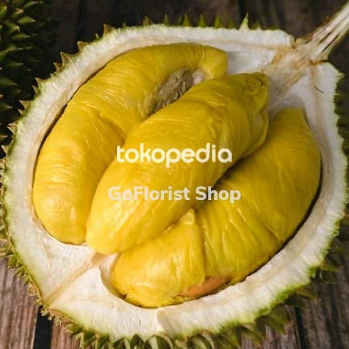

Terlaris Bibit Durian Musangking Asli Super