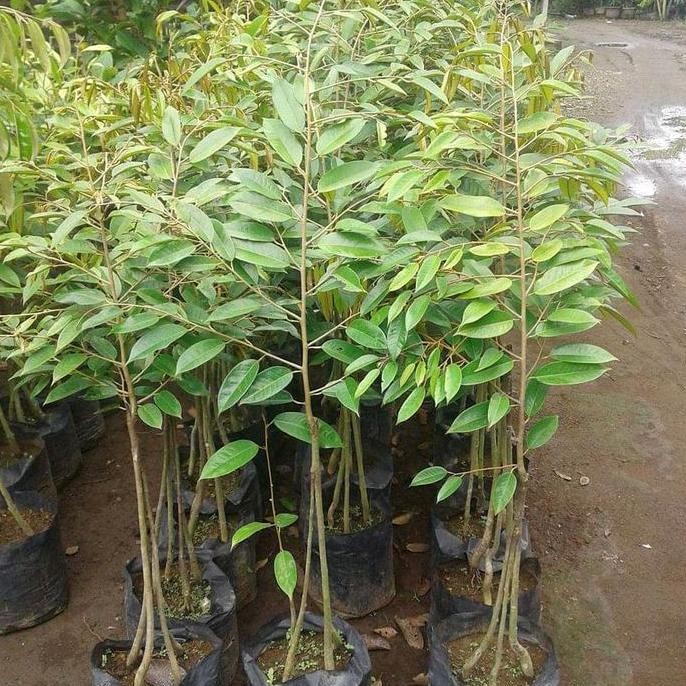 

Terlaris Bibit Durian Bawor Kaki 3 Ganda Tinggi 80/1 M