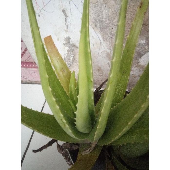 

Terlaris Bibit Lidah Buaya Jumbo Berat 1 Kg Pltosv 8410Lm