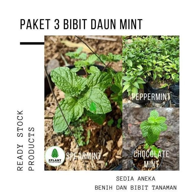 

Terlaris - Promo Segar - Paket 3 Bibit Tanaman Daun Peppermint Spearmint Chocolate Mint Coklat - Premium -