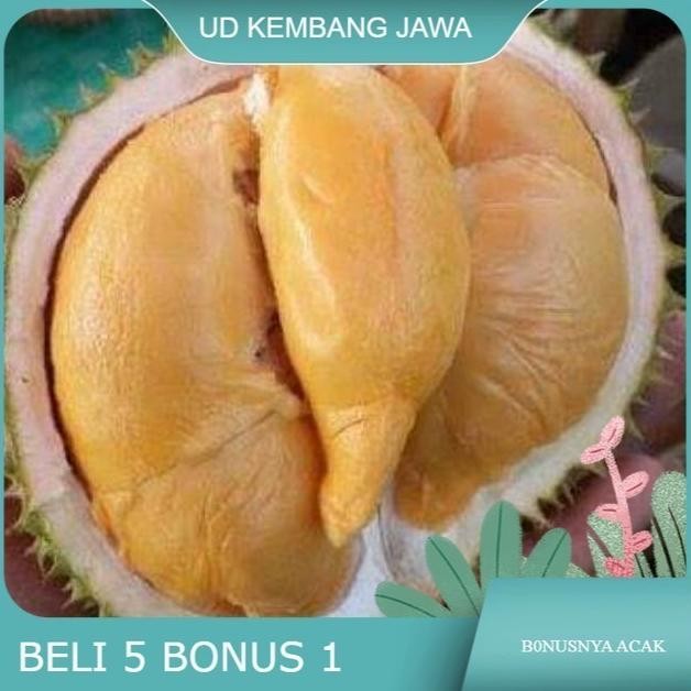 

Terlaris Bibit Durian Super Tembaga Bangka Okulasi Cepat Buah