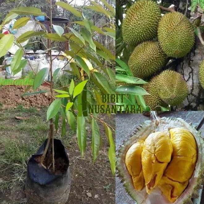

Terlaris Bibit Tanaman Durian Musangking Kaki 3