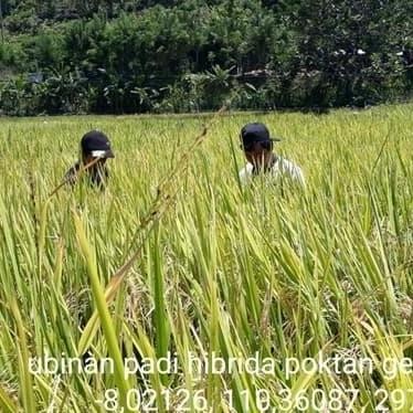 || BANANA / Benih Padi IR 64 / Bibit IR 64 ||~~~