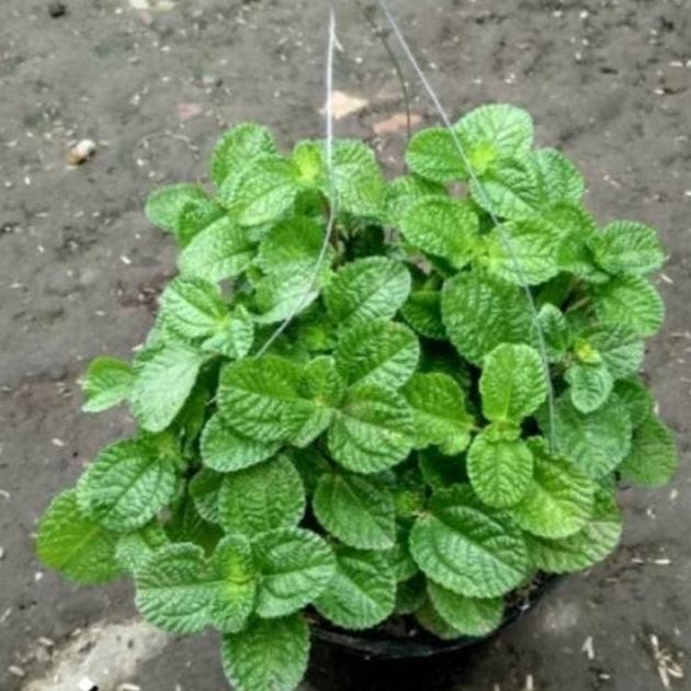 

Terlaris Bibit Daun Min Pepermin (Peppermint) Mint Termurah