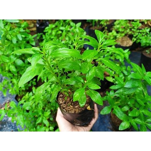 

Terlaris Bibit Daun Mint Mentol Limited