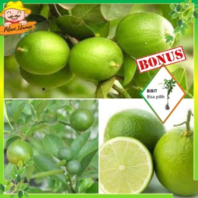 

Terlaris Bibit Tanaman Jeruk Nipis