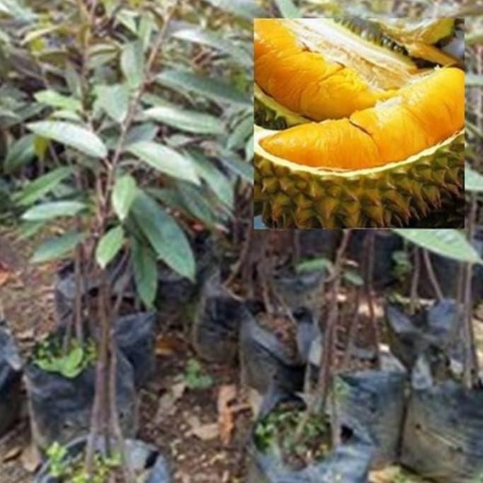 

Terlaris Bibit Durian Musangking Kaki 3