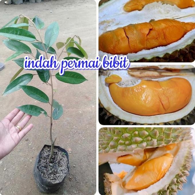 

Terlaris Bibit Tanaman Durian Udang Merah