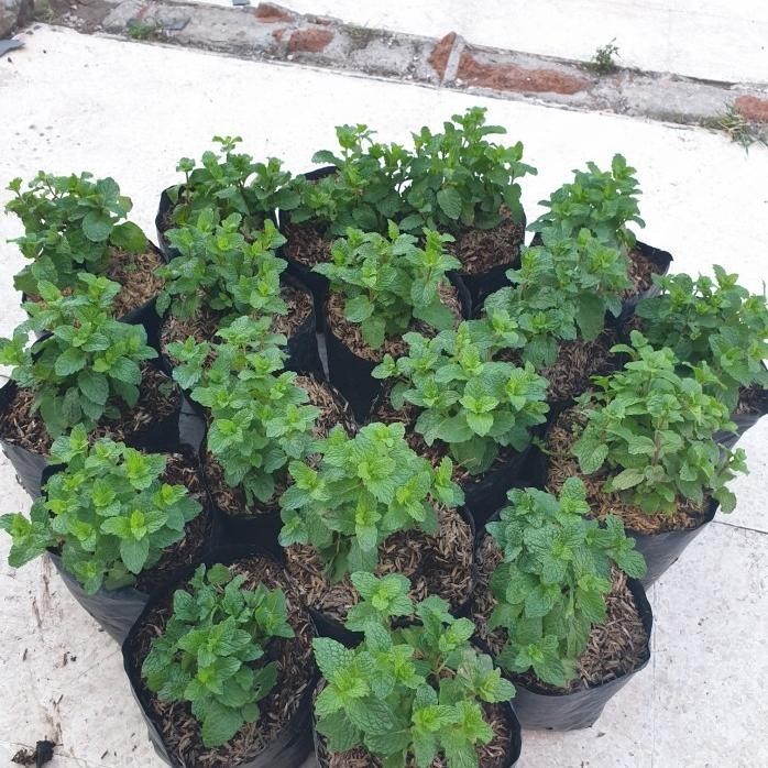 

Terlaris Tanaman / Bibit Daun Mint / Peppermint