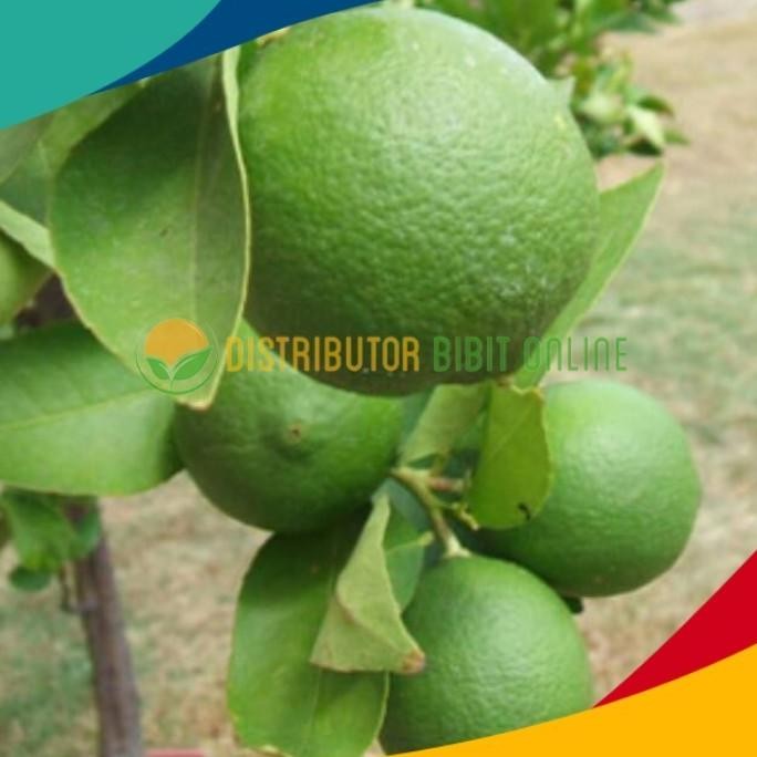 

Terlaris Bibit Buah Jeruk Nipis Jumbo Premium