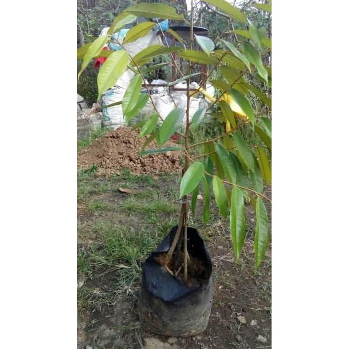 

Terlaris Bibit Durian Kaki 4