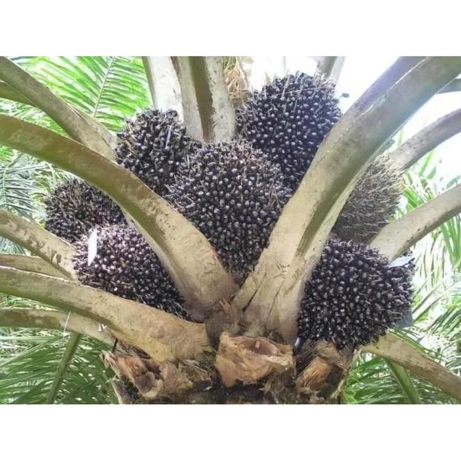 || BANANA / Benih Sawit PPKS SIMALUNGUN ASLI BERSERTIFIKAT original ||~~~