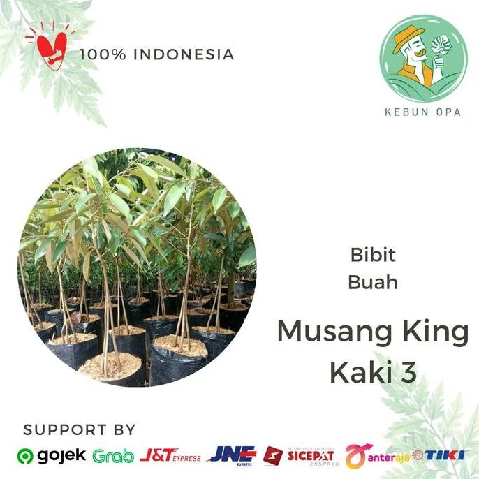 

Terlaris Bibit Durian Musangking Kaki 3 Super 150 Cm Pohon Durian Super
